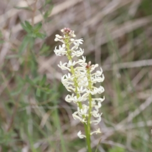 Stackhousia monogyna at Molonglo Valley, ACT - 3 Oct 2021