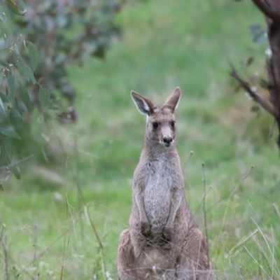 Macropus giganteus (Eastern Grey Kangaroo) at Molonglo Valley, ACT - 3 Oct 2021 by JimL