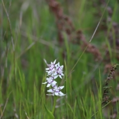 Wurmbea dioica subsp. dioica (Early Nancy) at Molonglo Valley, ACT - 3 Oct 2021 by JimL