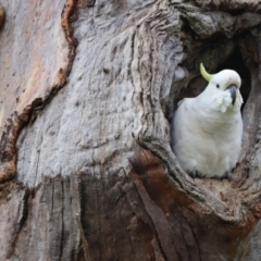 Cacatua galerita (Sulphur-crested Cockatoo) at Whitlam, ACT - 3 Oct 2021 by JimL