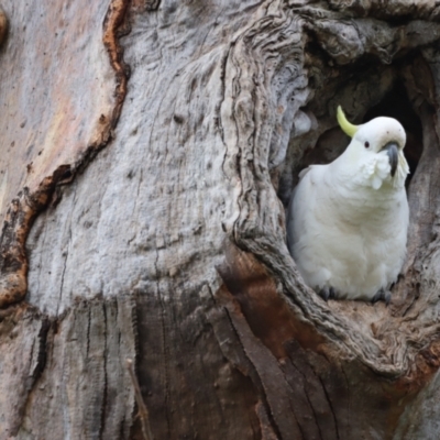 Cacatua galerita (Sulphur-crested Cockatoo) at Molonglo River Reserve - 3 Oct 2021 by JimL