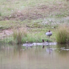 Chenonetta jubata (Australian Wood Duck) at Molonglo River Reserve - 3 Oct 2021 by JimL