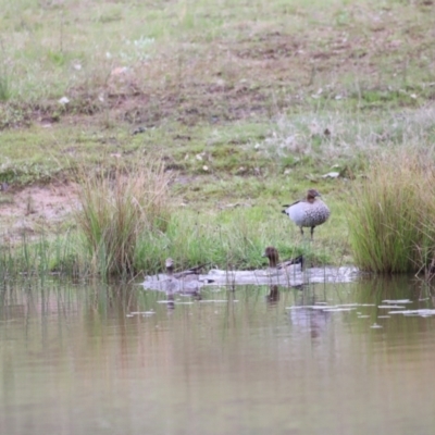 Chenonetta jubata (Australian Wood Duck) at Molonglo River Reserve - 3 Oct 2021 by JimL