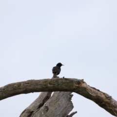 Sturnus vulgaris (Common Starling) at Molonglo River Reserve - 3 Oct 2021 by JimL