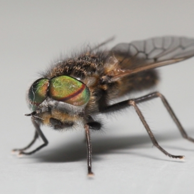 Tabanidae (family) (Unidentified march or horse fly) at Evatt, ACT - 26 Sep 2022 by TimL