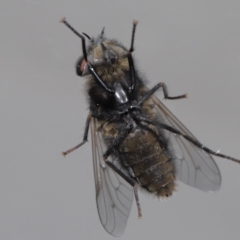 Tabanidae (family) at Evatt, ACT - 26 Sep 2022