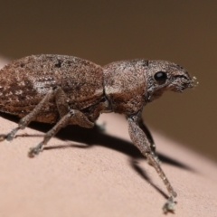 Naupactus cervinus (Fuller's rose weevil) at Evatt, ACT - 26 Sep 2022 by TimL
