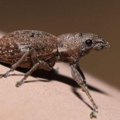 Naupactus cervinus (Fuller's rose weevil) at Evatt, ACT - 26 Sep 2022 by TimL