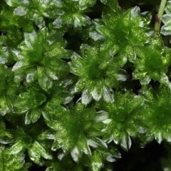 Syntrichia sp. (genus) (A moss) at Paddys River, ACT - 31 Aug 2022 by TimL