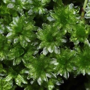 Syntrichia sp. (genus) at Paddys River, ACT - 31 Aug 2022