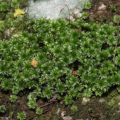 Syntrichia sp. (genus) at Paddys River, ACT - 31 Aug 2022