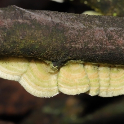 Trametes sp. at Paddys River, ACT - 31 Aug 2022 by TimL