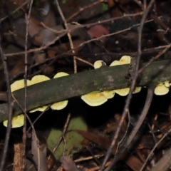 Trametes sp. at Paddys River, ACT - 31 Aug 2022