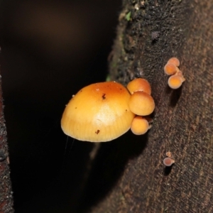 Flammulina velutipes at Paddys River, ACT - 31 Aug 2022