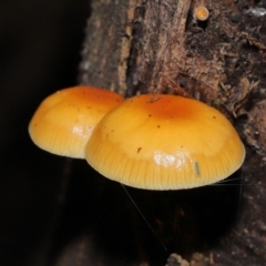 Flammulina velutipes at Paddys River, ACT - 31 Aug 2022