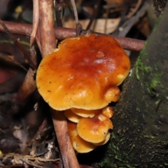 Flammulina velutipes at Paddys River, ACT - 31 Aug 2022 11:26 AM