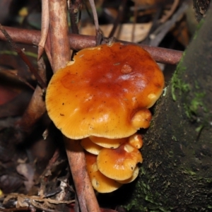 Flammulina velutipes at Paddys River, ACT - 31 Aug 2022