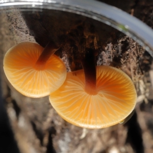 Flammulina velutipes at Paddys River, ACT - 31 Aug 2022