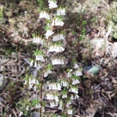 Styphelia fletcheri subsp. brevisepala (Twin Flower Beard-Heath) at Jerrabomberra, NSW - 27 Sep 2022 by carn1