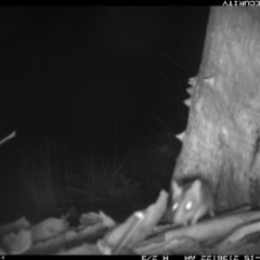 Unidentified Other Small Marsupial at Borough, NSW - 14 Nov 2021 by mcleana