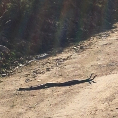 Pseudonaja textilis (Eastern Brown Snake) at Coree, ACT - 11 Sep 2020 by tjwells