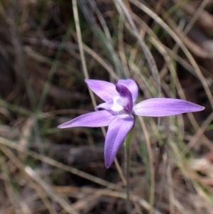 Glossodia major at Cook, ACT - suppressed