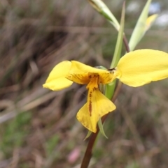 Diuris sp. (hybrid) (Hybrid Donkey Orchid) at Cook, ACT - 27 Sep 2022 by CathB