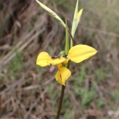 Diuris sp. (hybrid) at Cook, ACT - suppressed