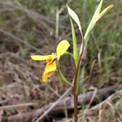 Diuris sp. (hybrid) at Cook, ACT - 27 Sep 2022