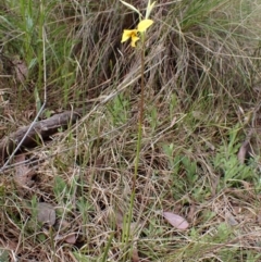 Diuris sp. (hybrid) at Cook, ACT - suppressed