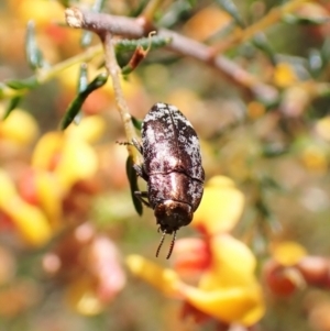 Diphucrania acuducta at Molonglo Valley, ACT - 27 Sep 2022