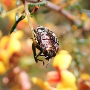 Diphucrania acuducta at Molonglo Valley, ACT - 27 Sep 2022