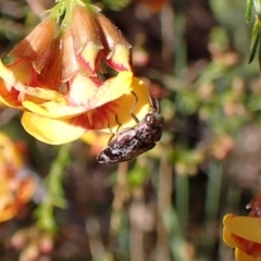 Diphucrania acuducta at Molonglo Valley, ACT - 27 Sep 2022