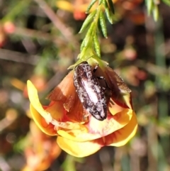 Diphucrania acuducta at Molonglo Valley, ACT - 27 Sep 2022