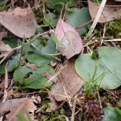 Corysanthes incurva (Slaty Helmet Orchid) at Point 4081 by CathB