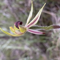 Caladenia actensis (Canberra Spider Orchid) by componentworks