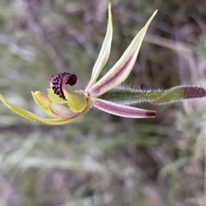 Caladenia actensis at suppressed - suppressed