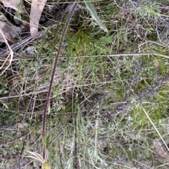 Caladenia actensis at Watson, ACT - 26 Sep 2022