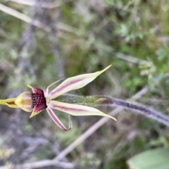 Caladenia actensis at Watson, ACT - 26 Sep 2022