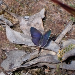 Erina hyacinthina (Varied Dusky-blue) at Aranda Bushland - 26 Sep 2022 by CathB