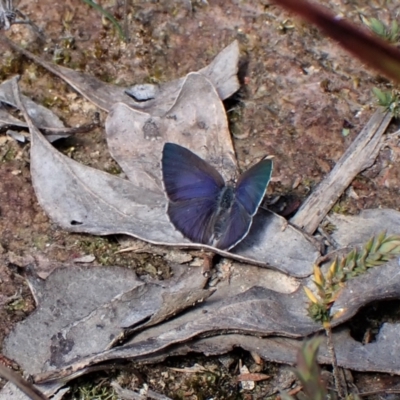 Erina hyacinthina (Varied Dusky-blue) at Aranda, ACT - 26 Sep 2022 by CathB