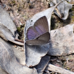 Erina hyacinthina at Aranda, ACT - 26 Sep 2022