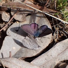 Erina hyacinthina (Varied Dusky-blue) at Aranda, ACT - 26 Sep 2022 by CathB