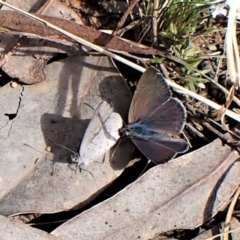 Erina hyacinthina at Aranda, ACT - 26 Sep 2022 02:52 PM