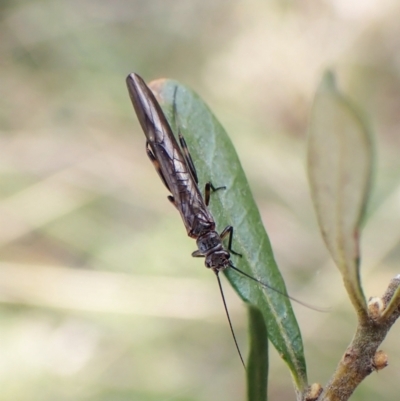 Plecoptera sp. (order) (Unidentified Stone fly) at Mount Painter - 25 Sep 2022 by CathB