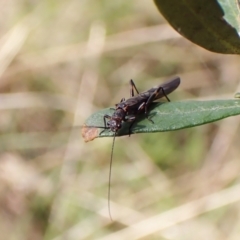 Plecoptera sp. (order) at Cook, ACT - 25 Sep 2022 02:34 PM
