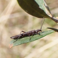 Plecoptera sp. (order) at Cook, ACT - 25 Sep 2022 02:34 PM