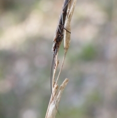 Plecoptera sp. (order) at Cook, ACT - 25 Sep 2022 02:34 PM