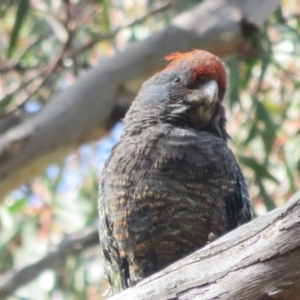 Callocephalon fimbriatum at Crace, ACT - 26 Sep 2022