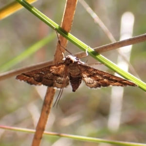 Nacoleia rhoeoalis at Cook, ACT - 25 Sep 2022